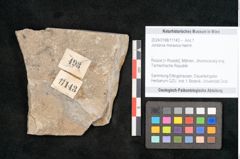 Foto (Objekt + Etikett) von Jordania moravica Helmh. (NHMW-GEO-2024-0188-11143)